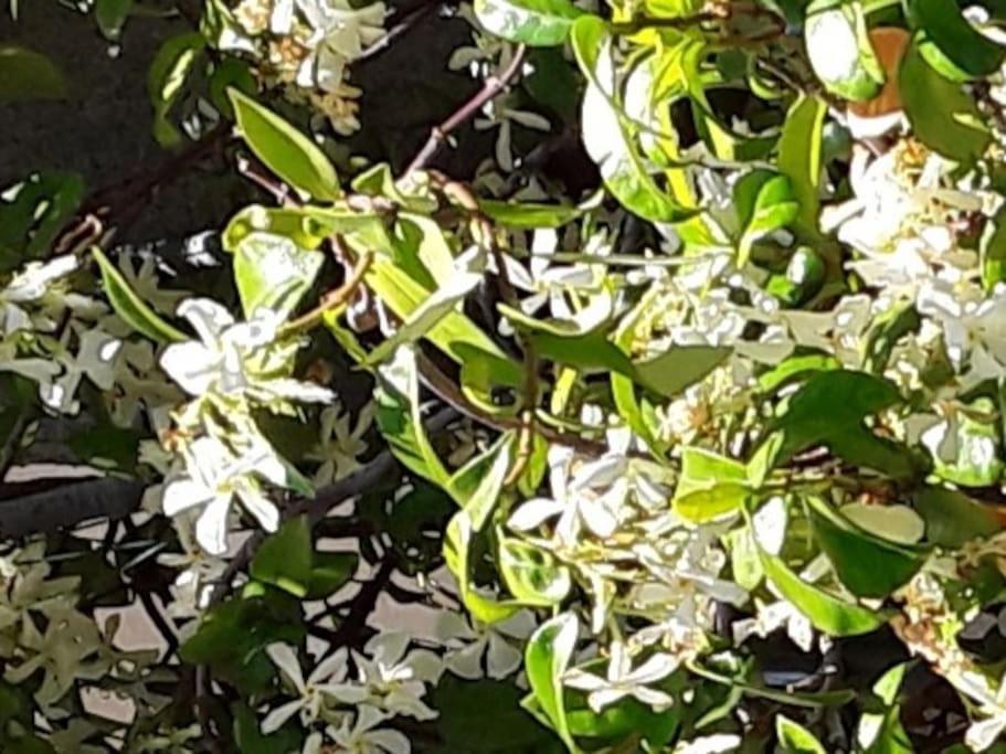 Le Jasmin Da Marina Daire Saint-Vincent Dış mekan fotoğraf
